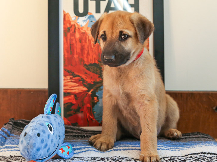 chinook puppy